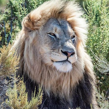 Mont Eco Game Reserve Montagu Bagian luar foto