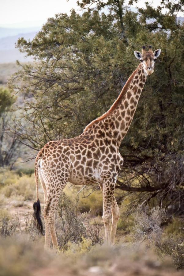Mont Eco Game Reserve Montagu Bagian luar foto