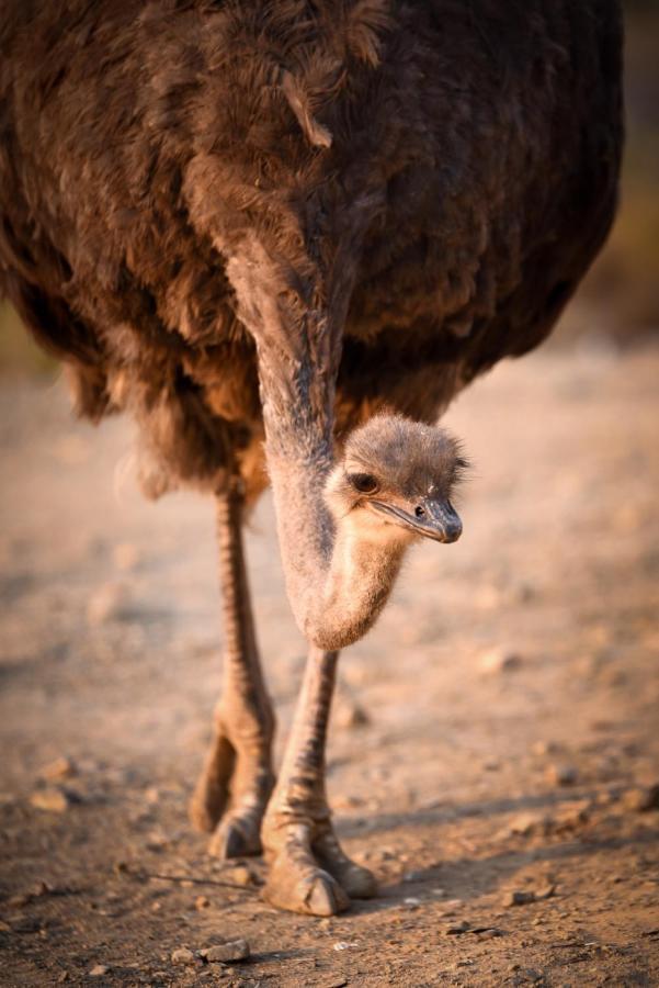 Mont Eco Game Reserve Montagu Bagian luar foto