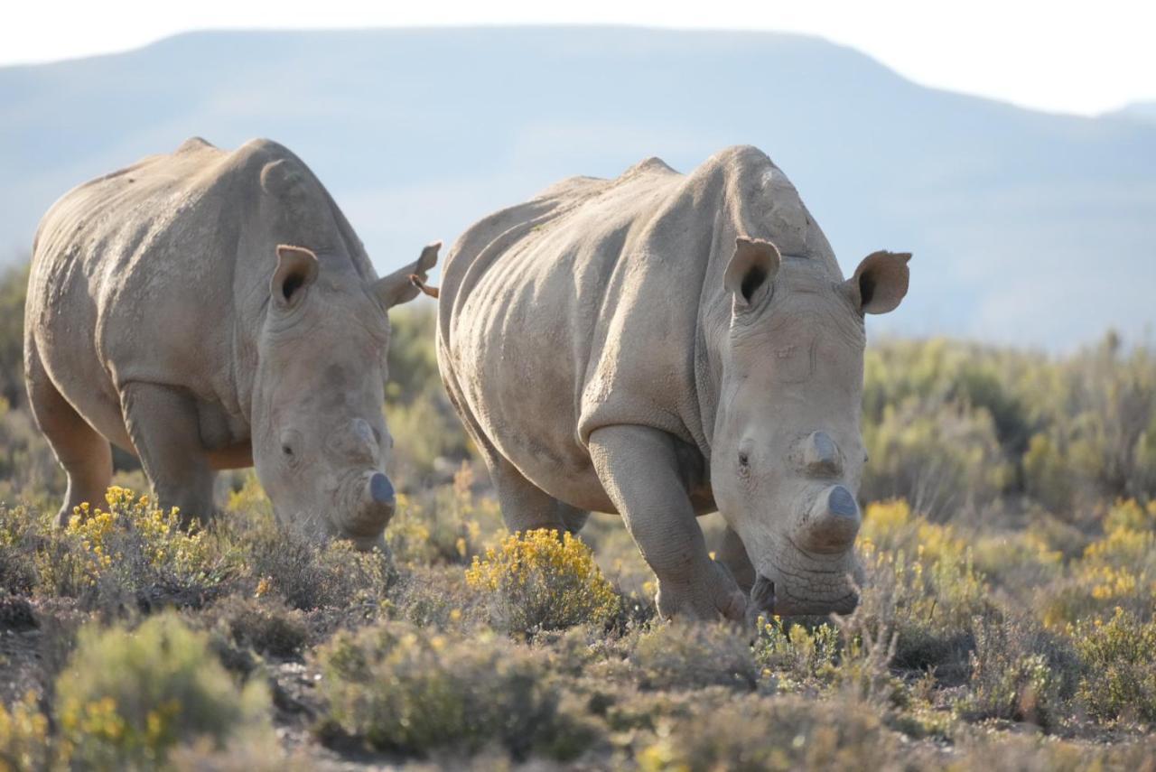 Mont Eco Game Reserve Montagu Bagian luar foto