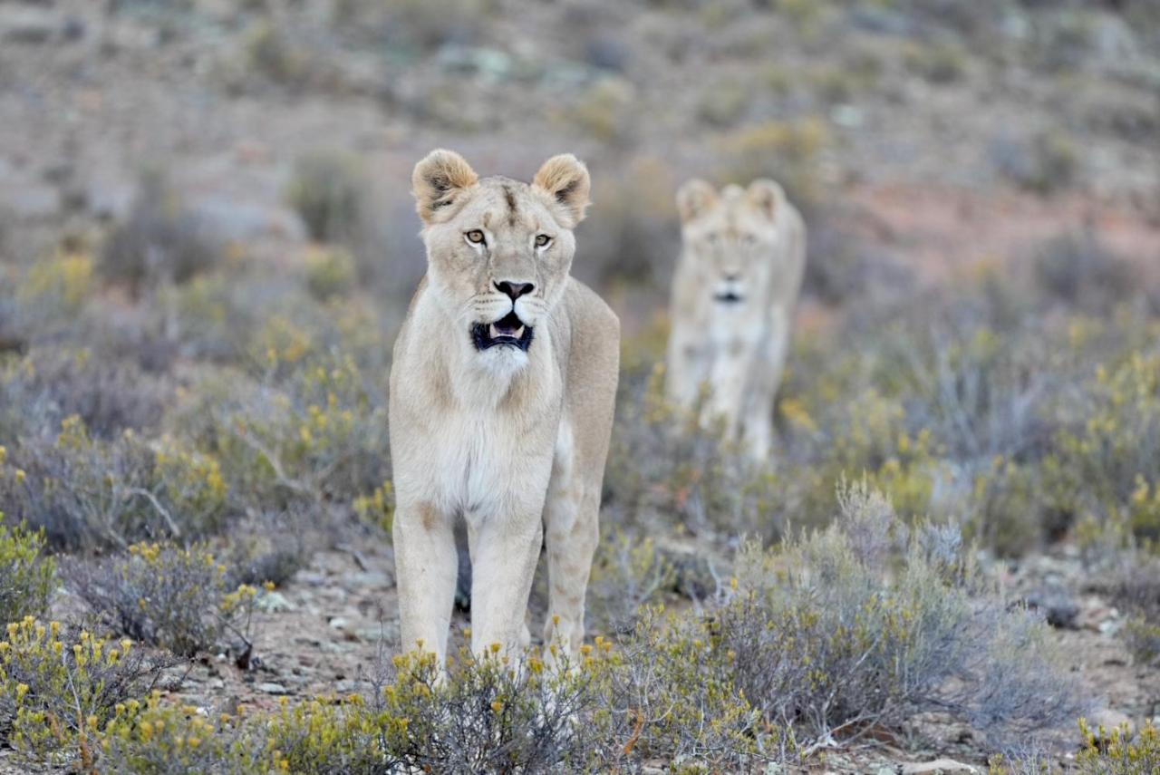 Mont Eco Game Reserve Montagu Bagian luar foto