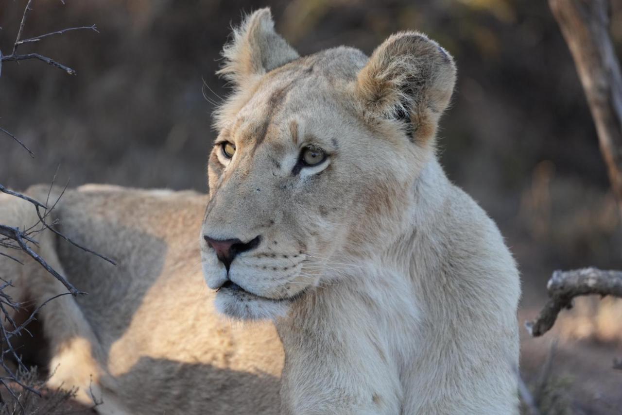 Mont Eco Game Reserve Montagu Bagian luar foto