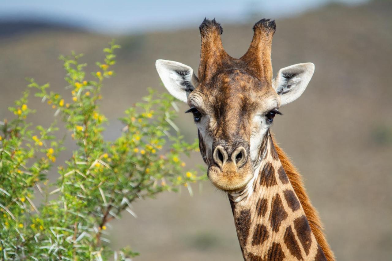 Mont Eco Game Reserve Montagu Bagian luar foto