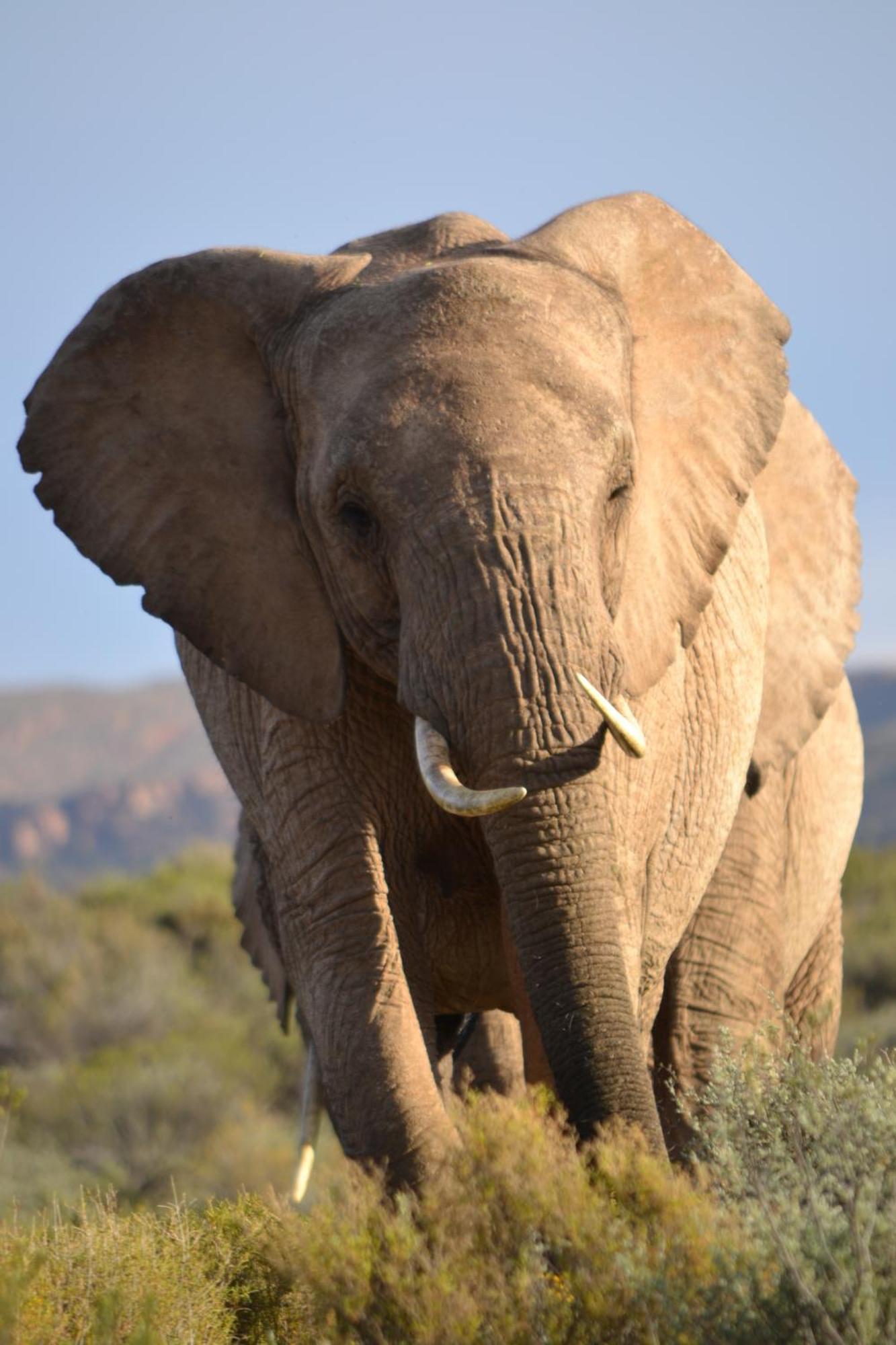 Mont Eco Game Reserve Montagu Bagian luar foto