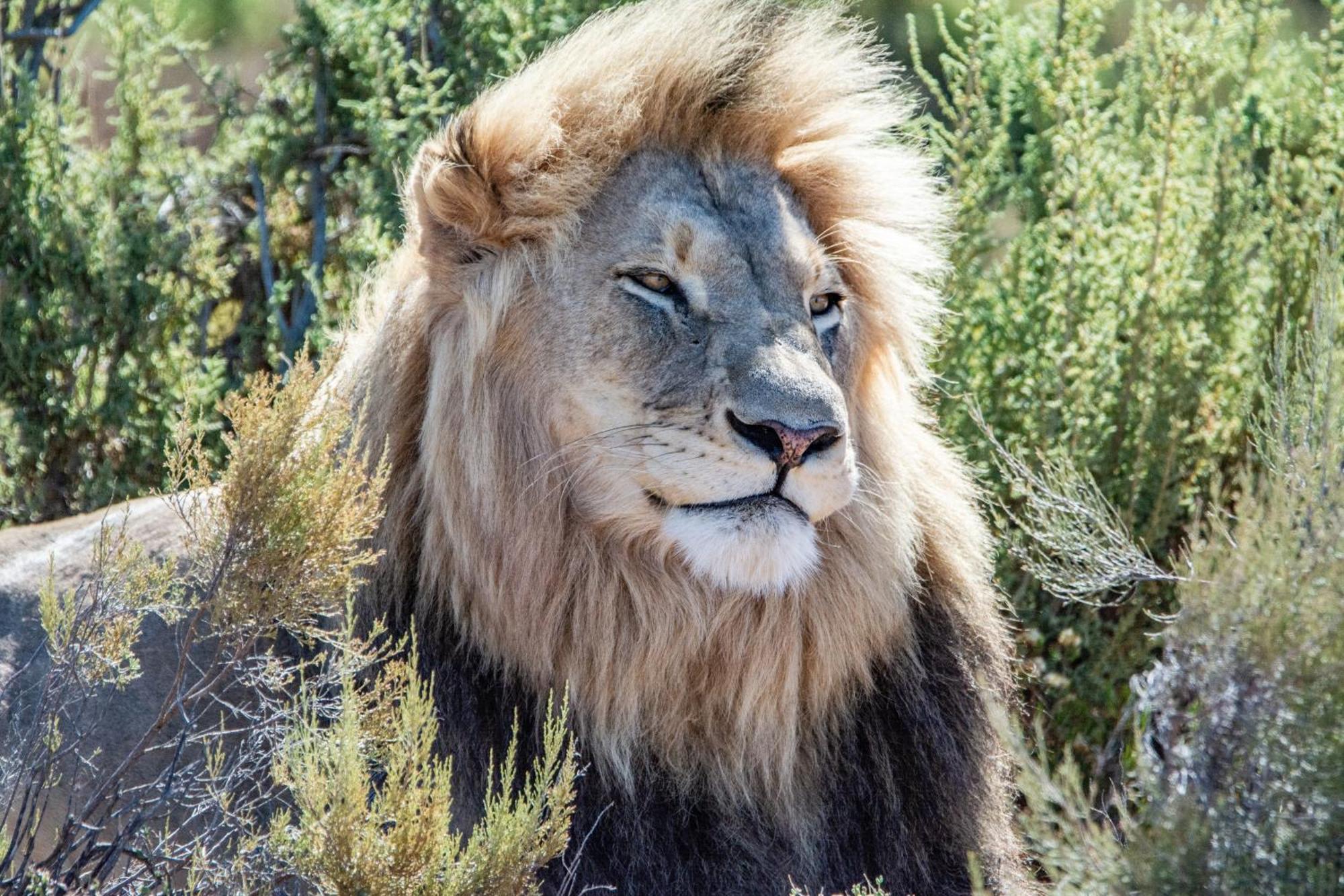 Mont Eco Game Reserve Montagu Bagian luar foto
